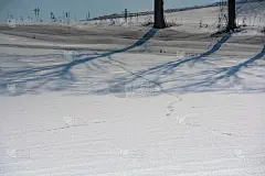 冰雪融化的原野和野生动物的足迹
