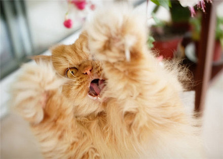 其实，它的中文名叫鳌拜……一只叫Garf...