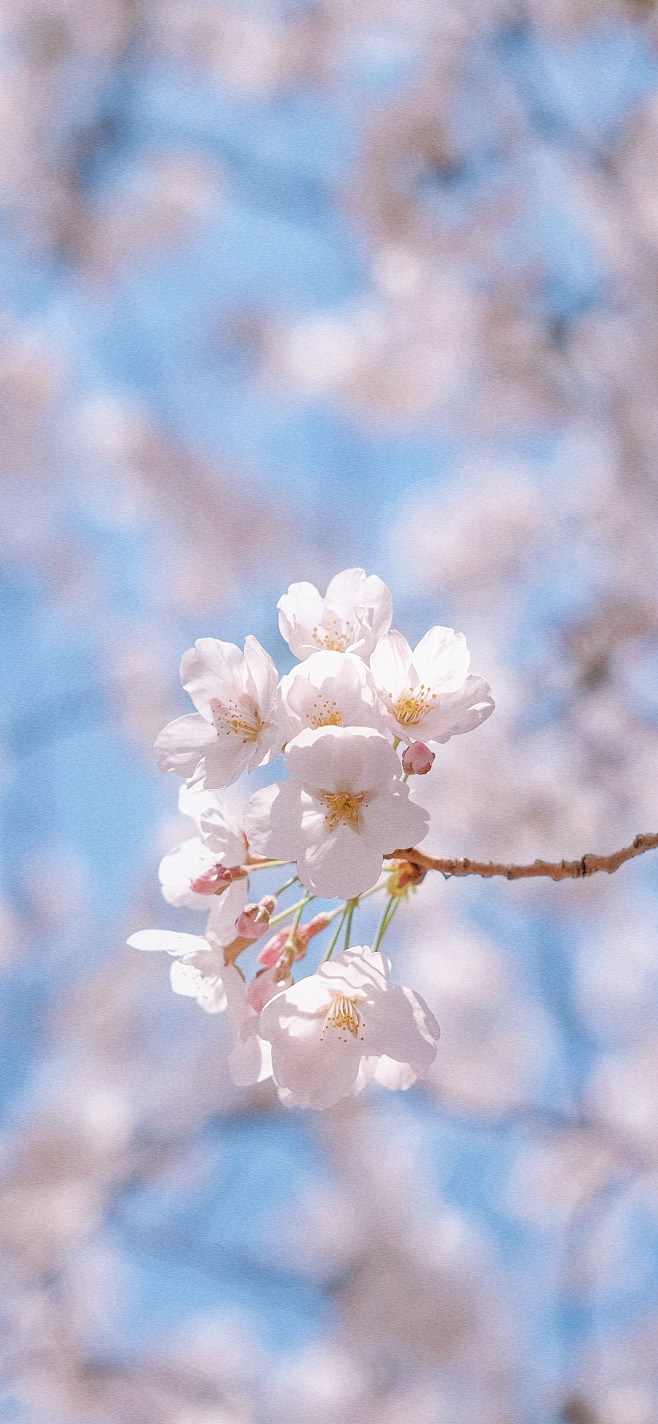 那些春日盛开的樱花，
或许是冬天未来得及...