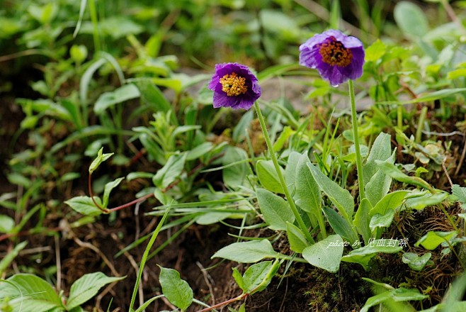 长果绿绒蒿Meconopsis dela...