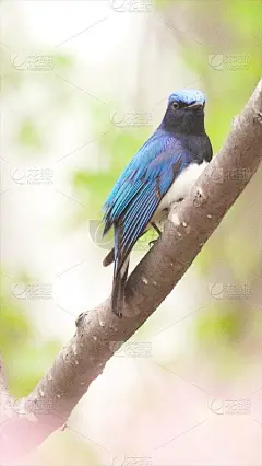 奥赫里