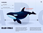 Killer Whale UI