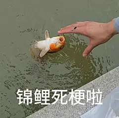 爆火的锦鲤粤语表情包，超级有梗，想笑死人咩哈哈哈哈哈，承包一周的笑点！_朋友_开心_猫猫