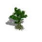 树