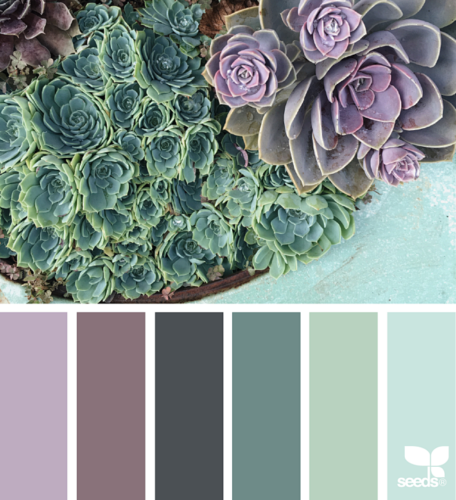 succulent color