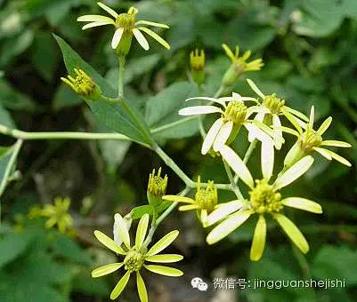 千里光 菊科千里光属 别名：九里明、蔓黄菀、箭草、青龙梗、木莲草、野菊花、天青红-花瓣网