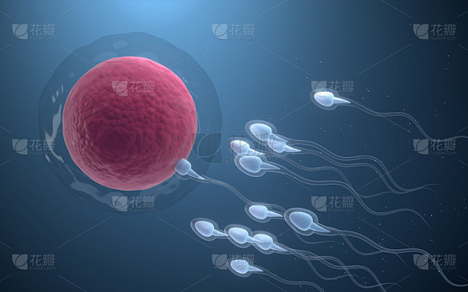 精子和卵细胞的结合，3d渲染。