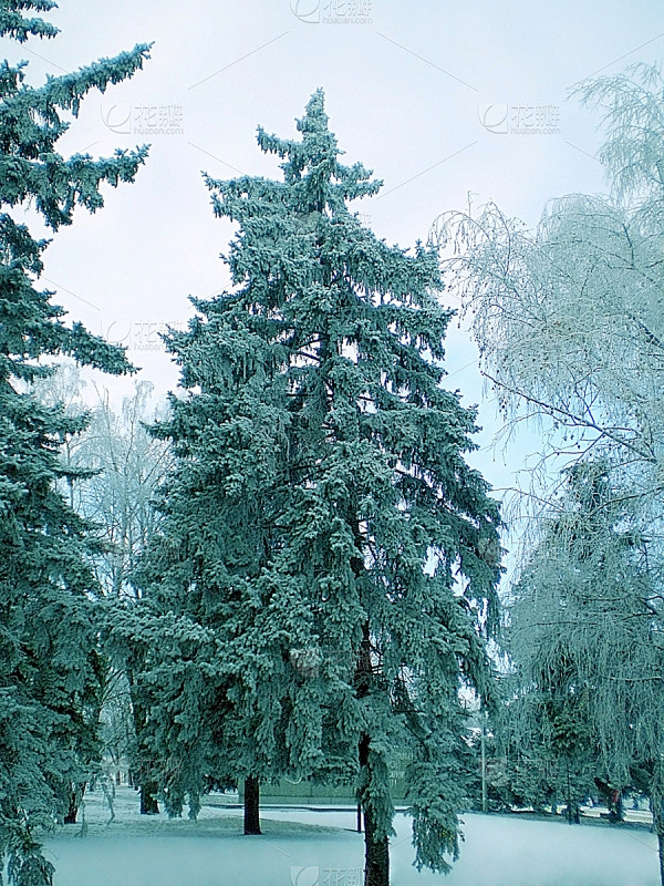 雪,云杉,蓝色,旅途,环境,霜,天气,公园,著名景点,植物