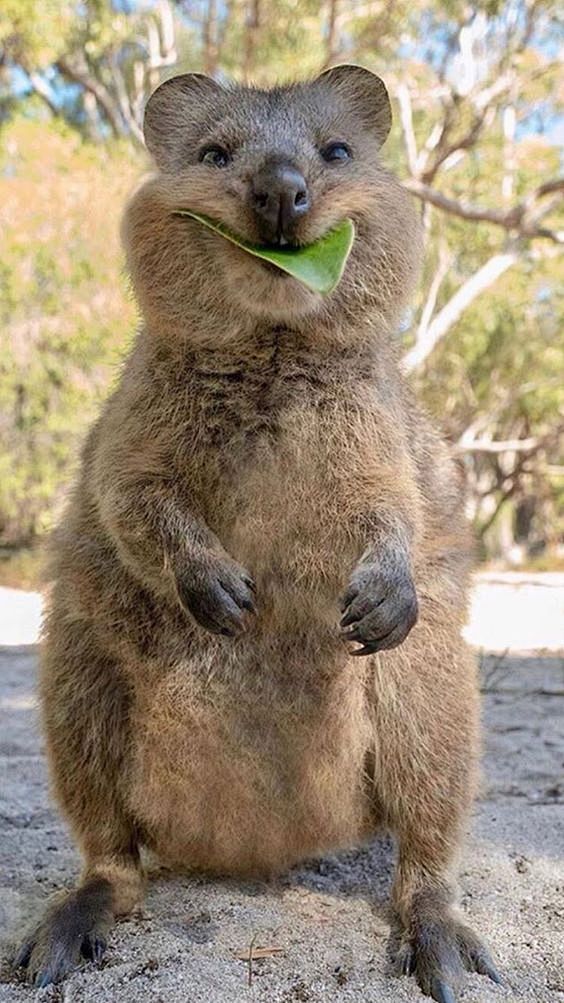 Quokking