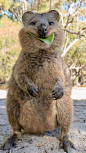 Quokking