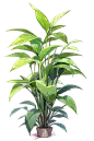 草3