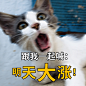 基金理财股票投资猫涨希望表情包