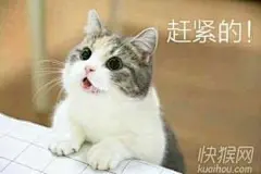 白猫表情包的搜索结果_360图片