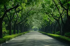 唯美公路旁林荫小道图片