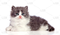 美丽的灰色波斯猫