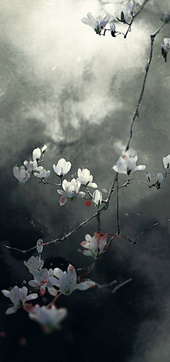 弞非采集到花卉插画