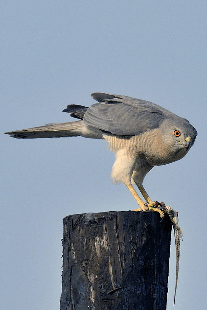 鹰形目鹰科鹰属褐耳鹰