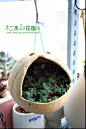 DIY--椰壳花盆