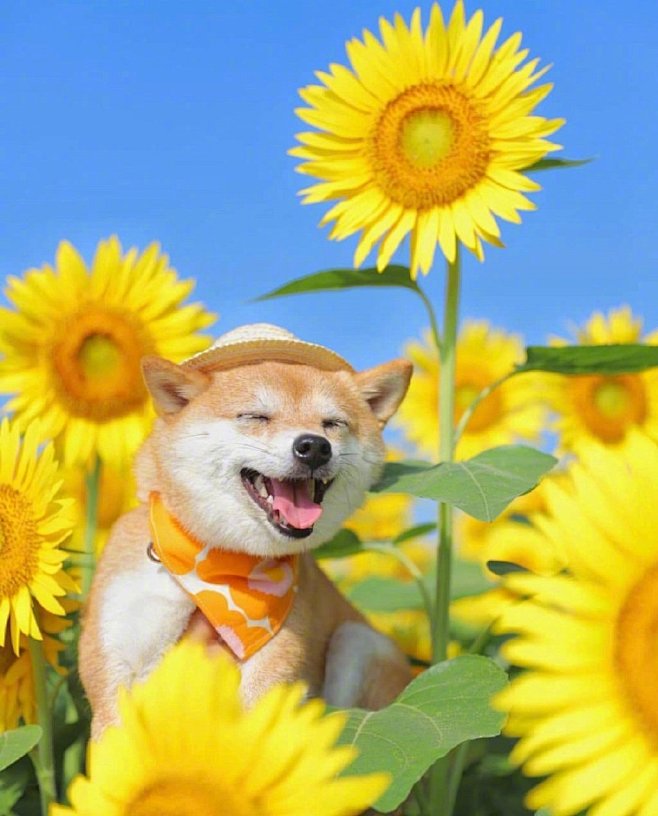 柴犬向日葵