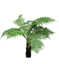 树蕨