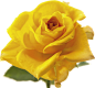 剪贴画｜黄玫瑰 - chai3721 - 在这个星球的美丽事件