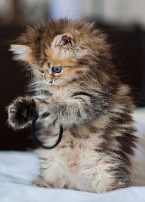 Attack Cat! | Cutest...