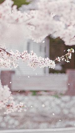 secuitieno采集到花花