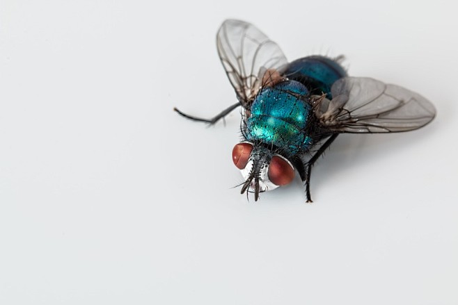 绿头苍蝇, 蓝瓶飞, 昆虫, 害虫, 甲...