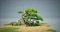 岩石树木生物群落 岩石里长出来颗树Rock tree biome