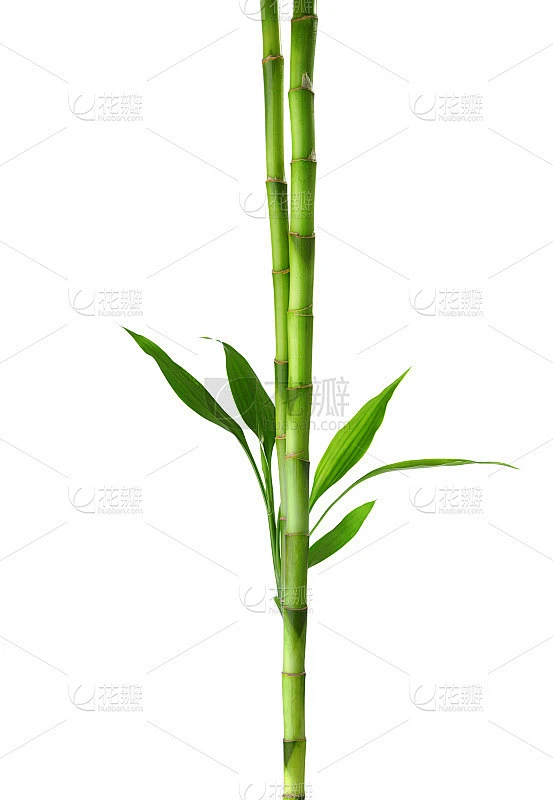 两根竹枝孤立在白色的背景上。素材-花瓣网