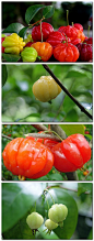 【百科名片】之【红果仔】别名：番樱桃。桃金娘科番樱桃属，这种植物可作为盆栽观赏的树种，也可以做成食品。