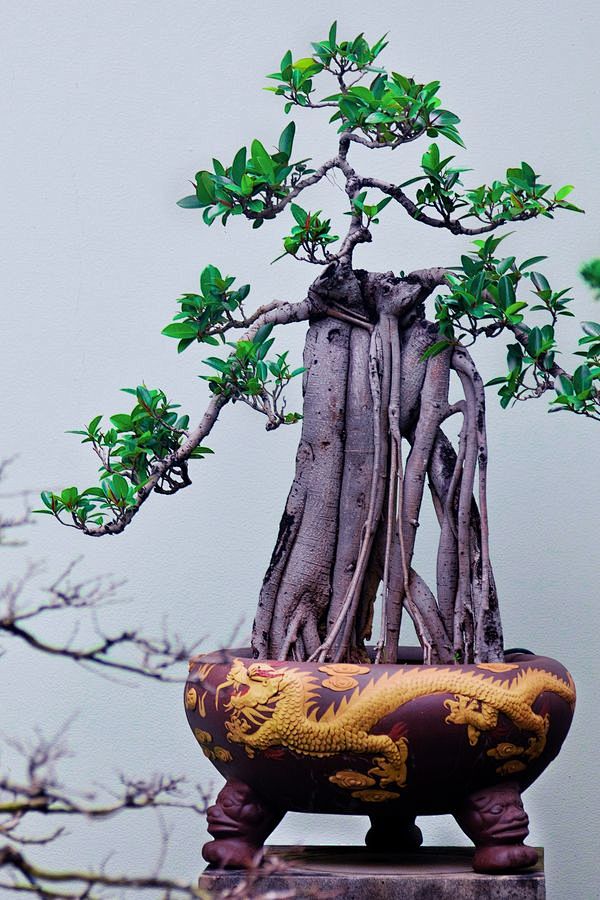Bonsai
#盆景#