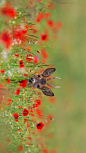 罂粟花丛中的欧洲狍 (© Arterra Picture Library/Alamy)

2020-05-21

 7294