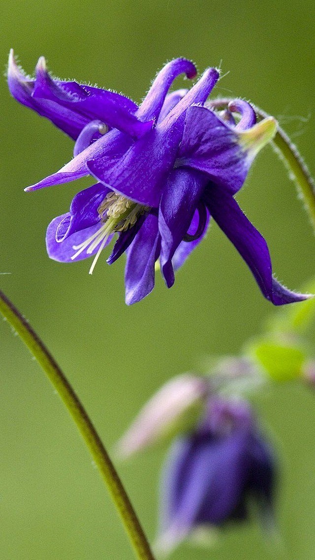 耧斗菜猫爪花蓝色花朵