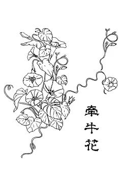 牵牛花手绘线稿黑白矢量图  - 源文件下载【酷图网】牵牛花,花,手绘,线稿,插画,矢量图,传统,古典,教育,画报,宣传,花茶,元素,素材,海报,展板,单页,花店,幼儿园,手报