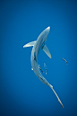 Blue Shark with Pilot fish - Tony Meyer | ~*~ Life in the Deep Blue...