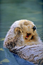 Premium Photographic Print: California Sea Otter floating face up, Monterey, California by Stuart Westmorland : 36x24in