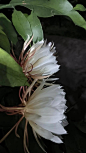 昙花_百度图片搜索