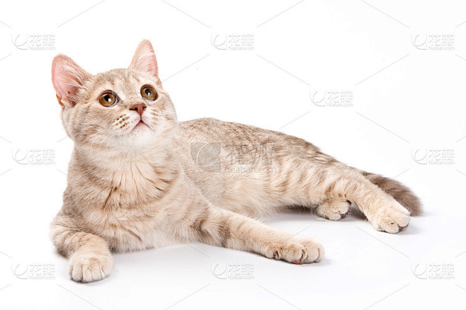 英国小猫(孤立白色)
