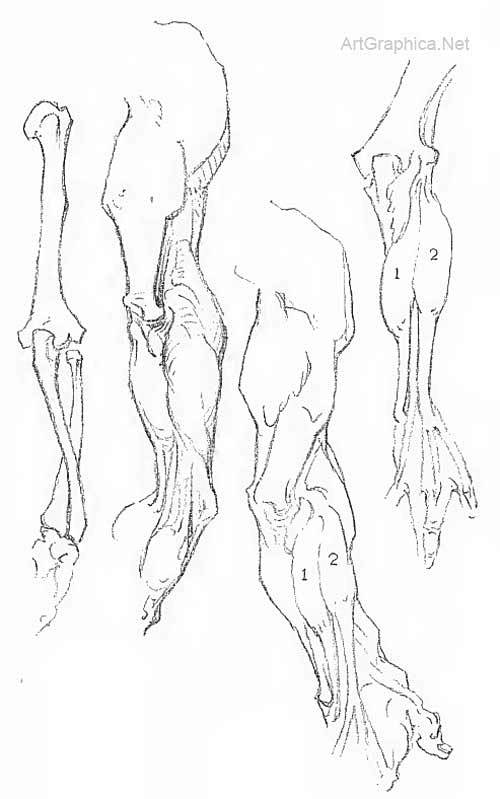 anatomy of arms, art...