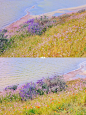 湾区｜闯入莫奈花园野花盛开的春日油画 : 春来无事 只为花忙 趁着周五去coyote hill溜达了一圈 湖边的野花开的正好 伴着湖水的颜色，好像一幅油画 还在公园里看到了大群的火鸡在散步！好神奇 Coyote Hills Regiona