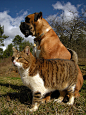 全部尺寸 | Les Inséparables, Yoko & Bambou / Cat and dog | Flickr - 相片分享！
