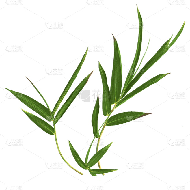 手绘-写实竹子竹叶植物元素贴纸6