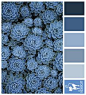 Blue sedum - Navy, Blue, Grey, Slate, Pastel - Designcat Colour Inspiration Pallet