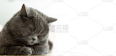 睡觉的猫，家的宠物摄影，动物收容所，海报，壁纸，广告，模拟概念隔离在白色的背景与空白拷贝空间复制或你