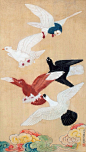 【 和平鸽 】