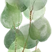 绿色水彩植物花卉婚礼请柬海报卡片手账装饰免抠PNG图案 设计素材 (16)