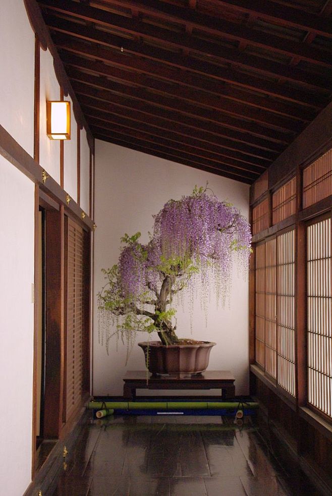 紫藤，冥想室和盆景
