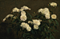 Henri Fantin Latour/亨利·方丹-拉图尔 1836年-1904年

【单图赏析/油画】

Still Life of White Roses/白玫瑰的静物写生 1870年

- ​​​​