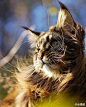 挪威缅因猫，北风中弥漫着man的气息，风姿绰约的一匹猫